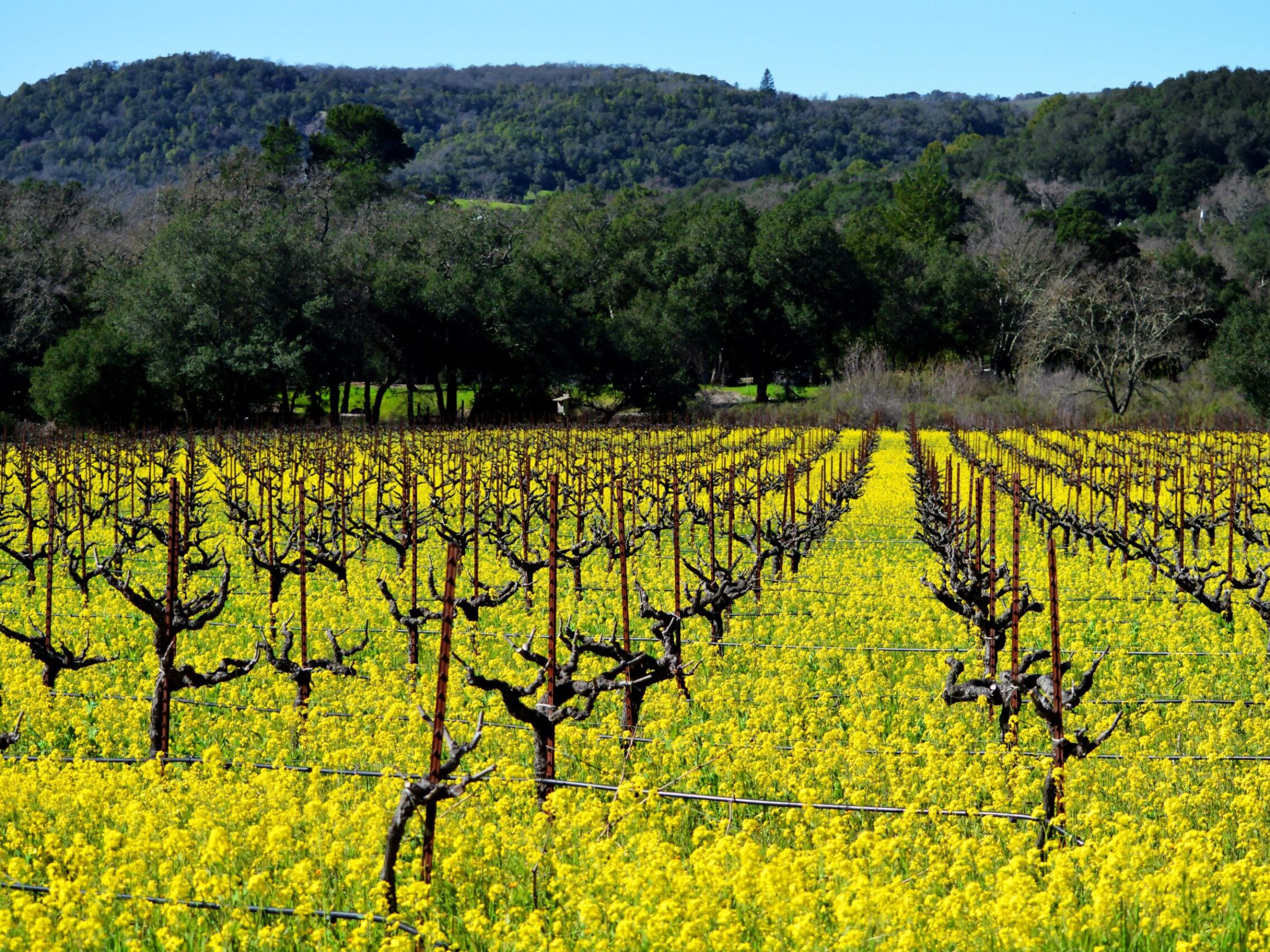 field of Mustard in Napa Valley